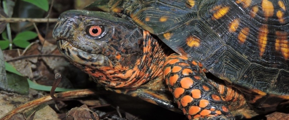 An adult male Eastern Box Turtle, showcasing bright orange legs and sunset-red eyes.