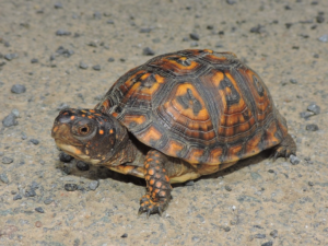 Box turtle