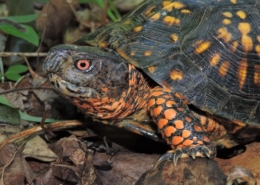 An adult male Eastern Box Turtle, showcasing bright orange legs and sunset-red eyes.