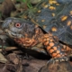 An adult male Eastern Box Turtle, showcasing bright orange legs and sunset-red eyes.