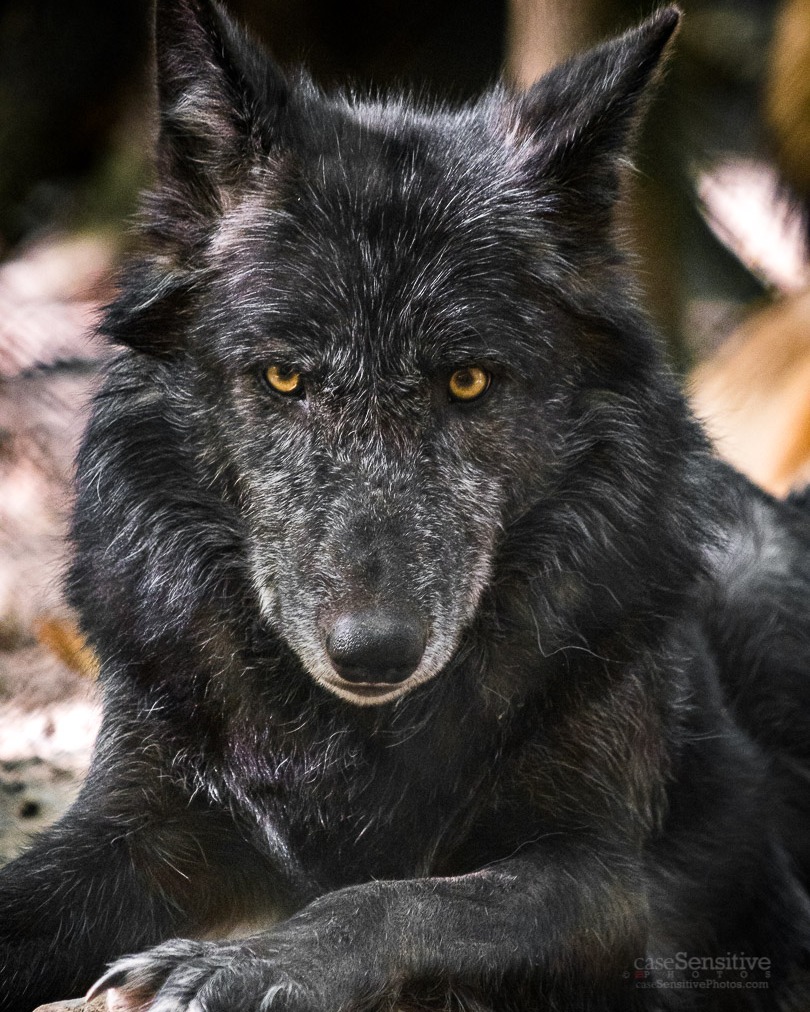 Bays Mountain Park mourns passing of wolf - Bays Mountain Park and Planetarium Bays Mountain Park mourns passing of wolf - Bays Mountain Park and Planetarium