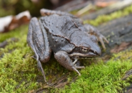 Adult male wood frog