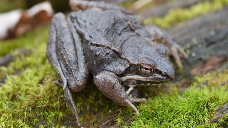 Adult male wood frog