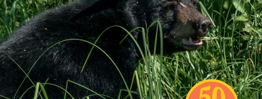 Bears at Bays Mountain