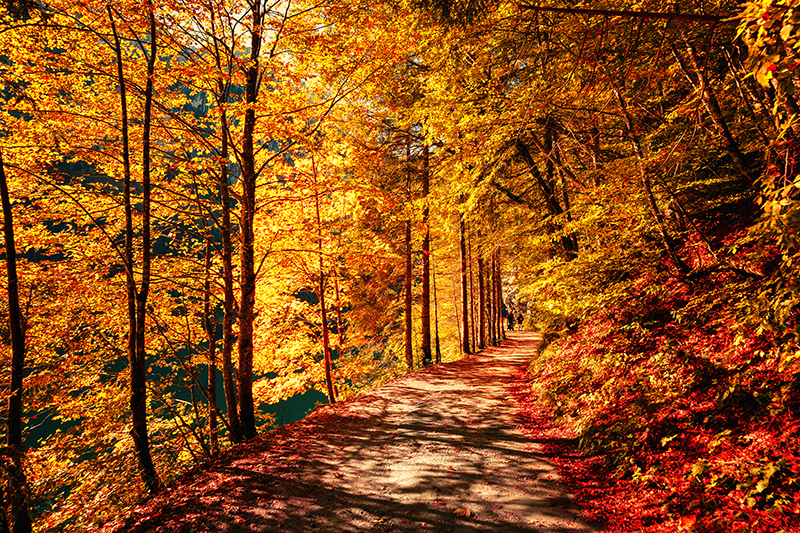 Nature: Fall Foliage Hike - Bays Mountain Park and Planetarium